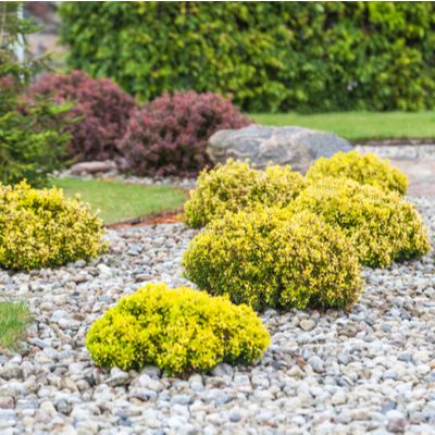 shrubs in landscaping with stones