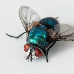fly insect close up